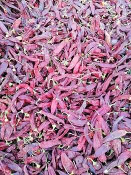 祥瑞椒業新疆干辣椒,傳統新疆干紅辣椒大量出售質量可靠